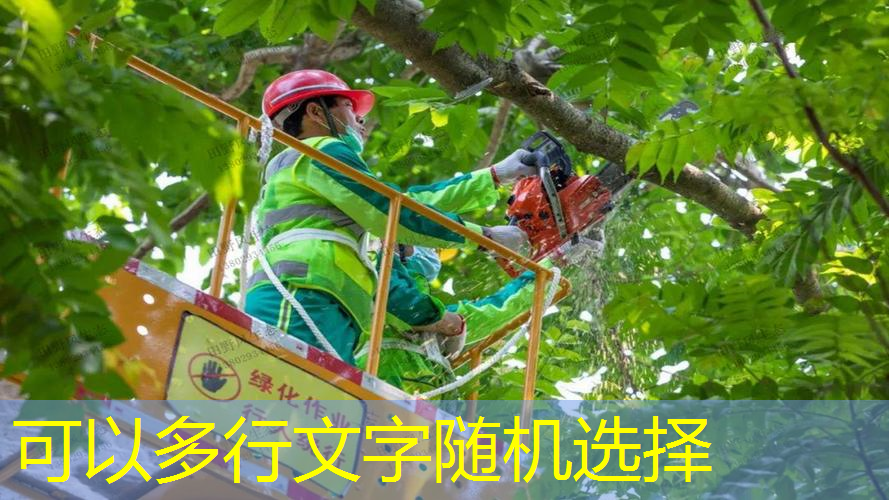 个旧园林绿化处领导班子
