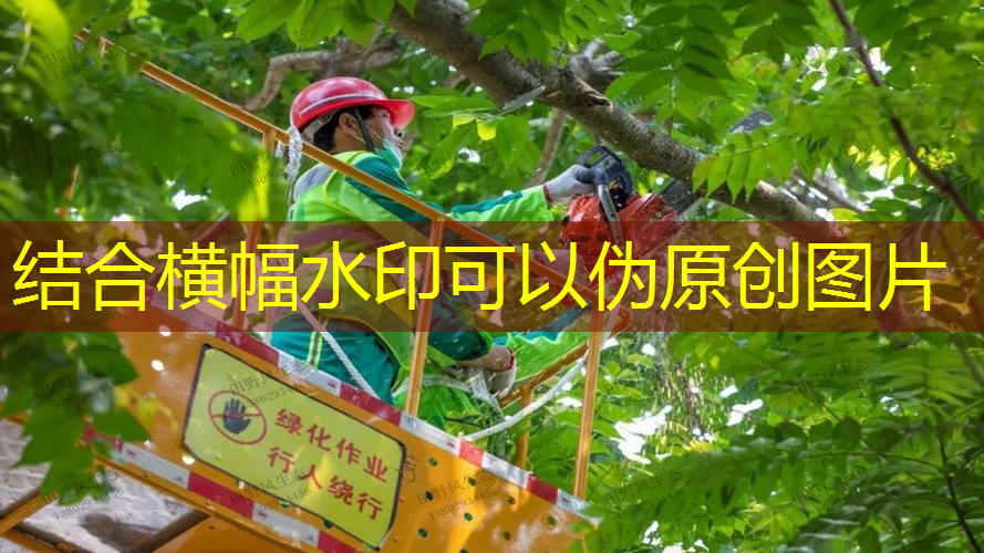 宜昌城市道路绿化树种