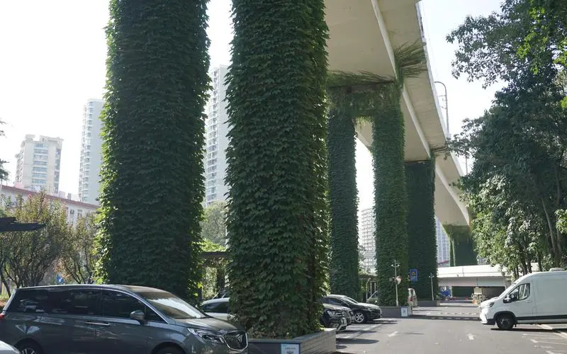六安城市绿化常用的植物和花