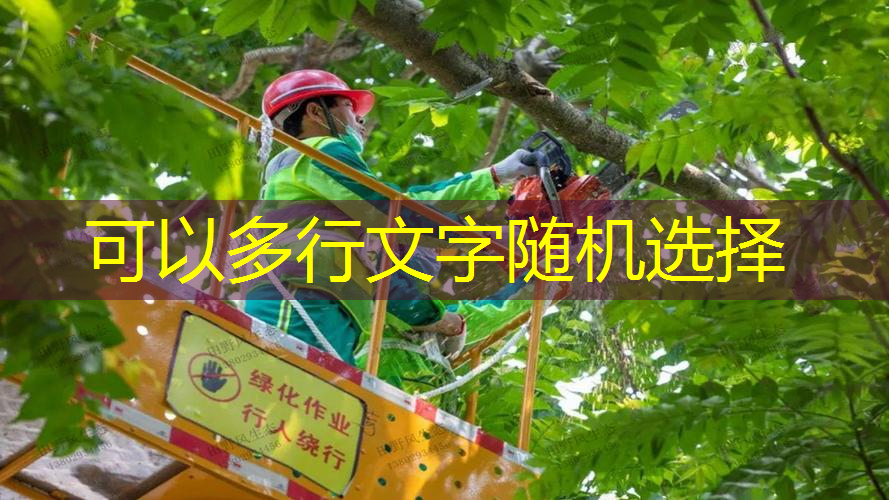 濮阳龙兴湾附近绿化工程