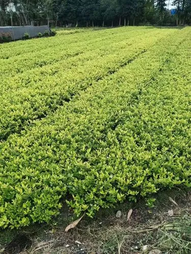 解析风景园林管理中的有效沟通与协作：关键在哪里？
